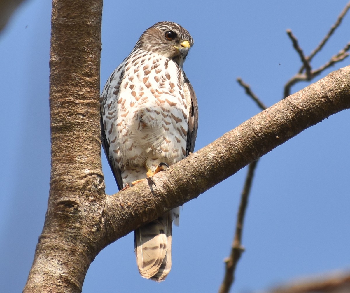 Accipitrino (Antes Accipiter sp.) - ML646786881