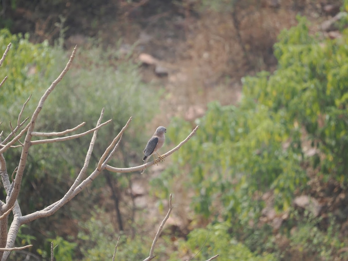 Schikrasperber - ML646786884