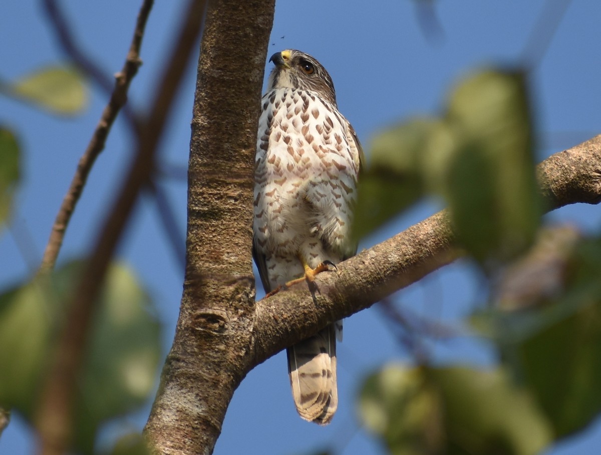 Accipitrino (Antes Accipiter sp.) - ML646786887