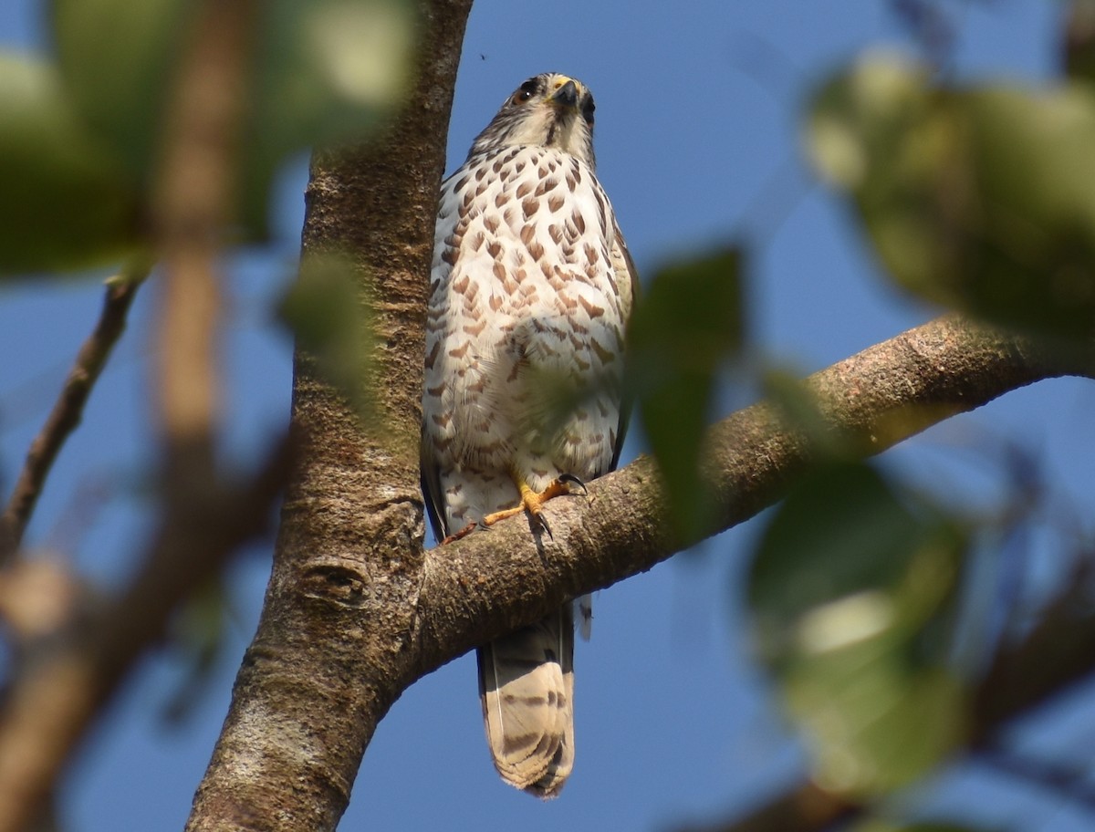 Accipitrino (Antes Accipiter sp.) - ML646786888