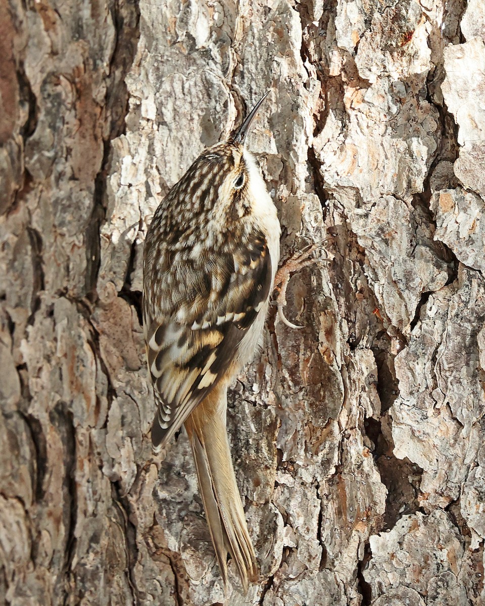 Американская пищуха - ML646786896