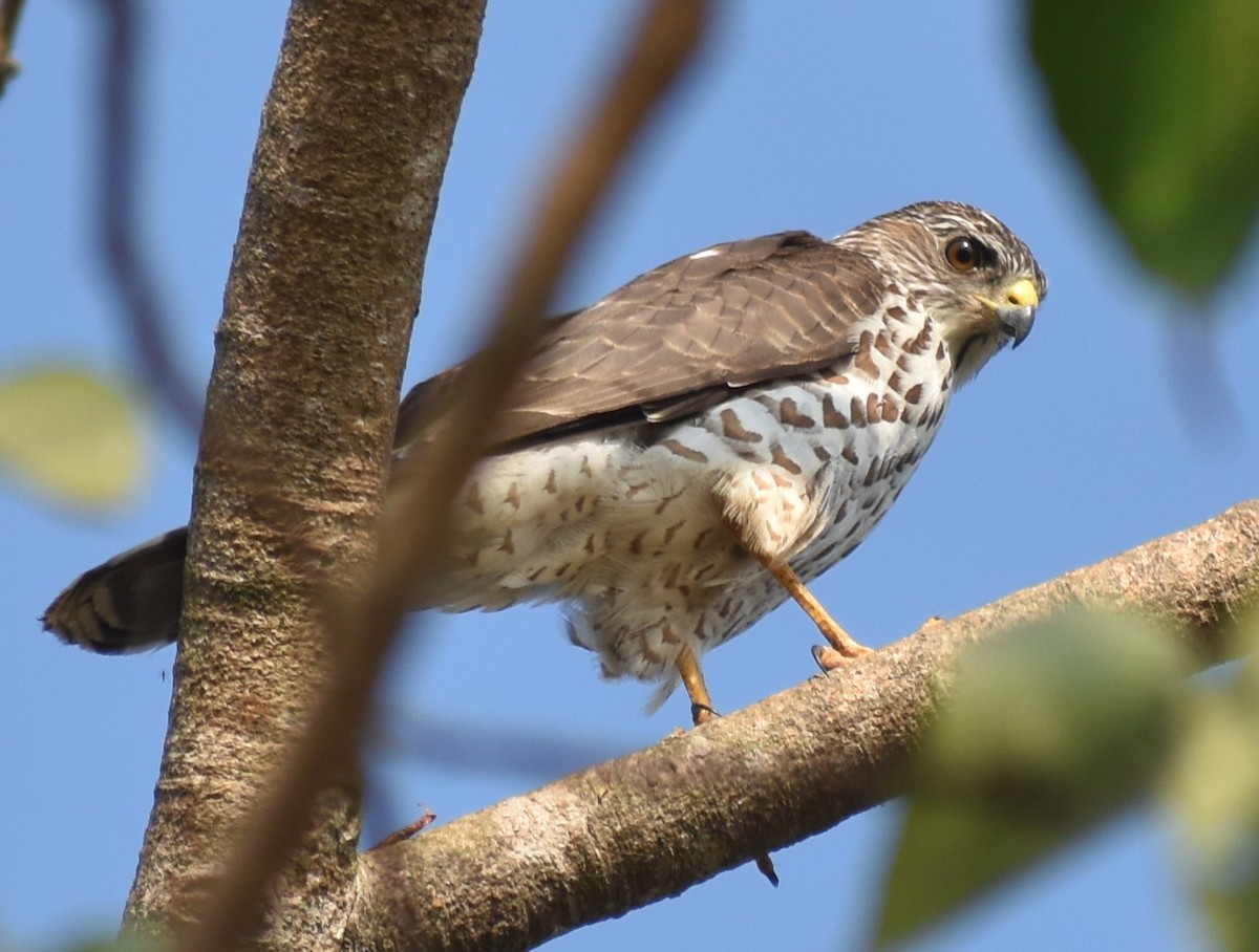 Accipitrino (Antes Accipiter sp.) - ML646786897