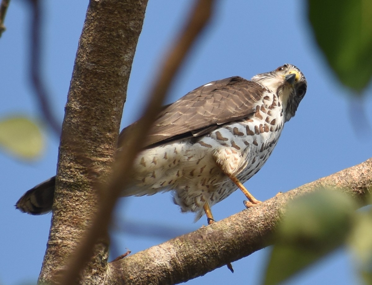 Accipitrino (Antes Accipiter sp.) - ML646786898