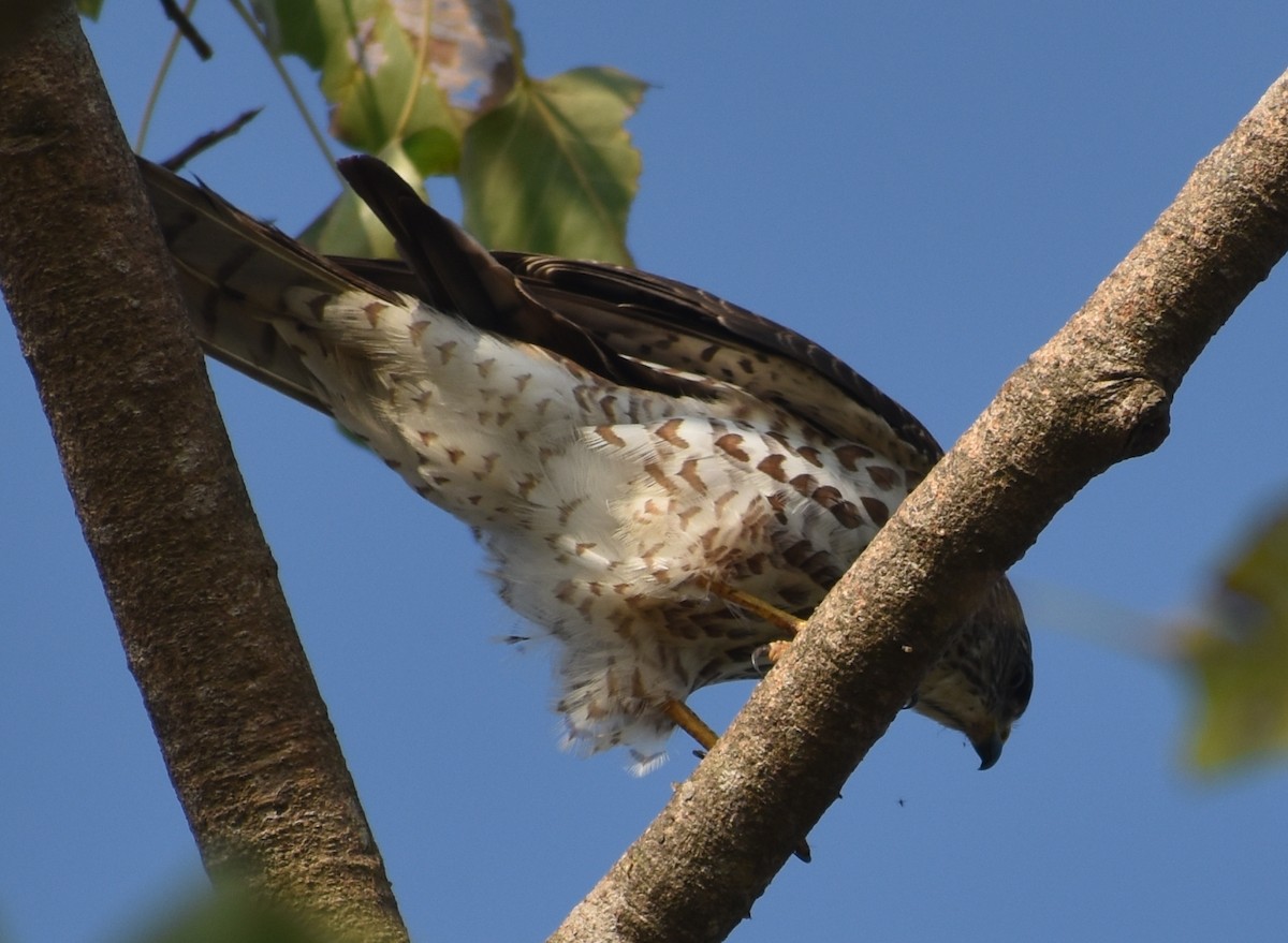 Accipitrino (Antes Accipiter sp.) - ML646786899