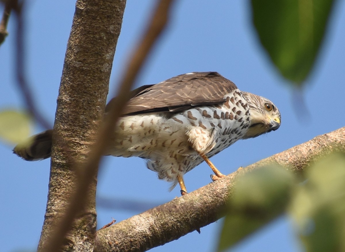 Accipitrino (Antes Accipiter sp.) - ML646786900