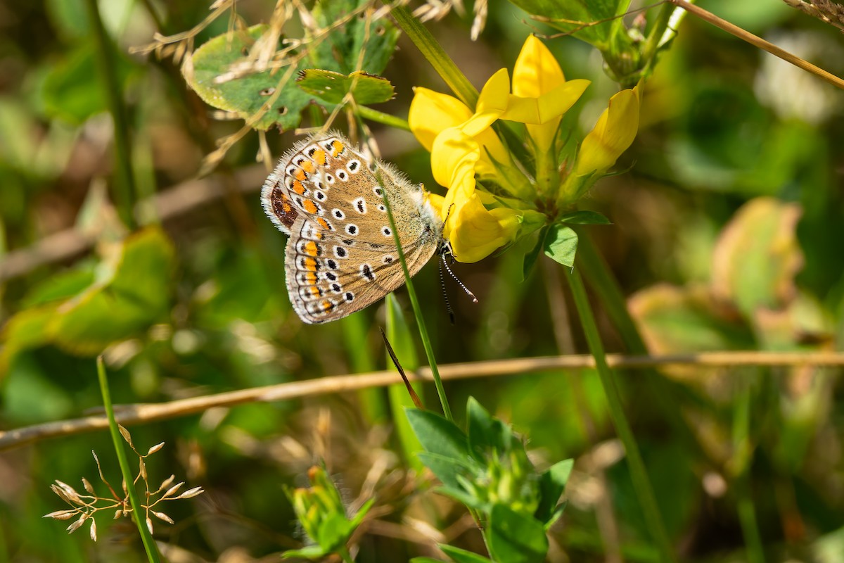 Common Blue - ML646786902