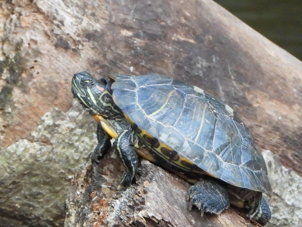 Sliders - ML646786903