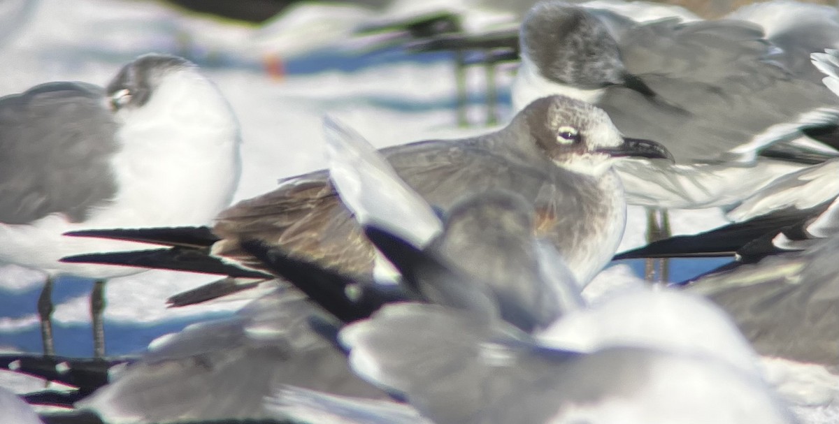 Mouette atricille - ML646786904