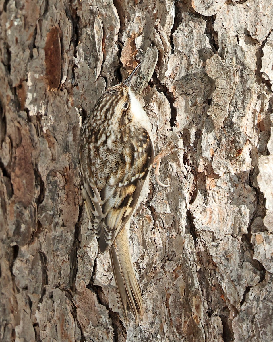 Американская пищуха - ML646786906