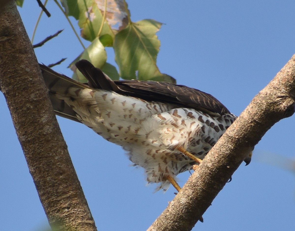Accipitrino (Antes Accipiter sp.) - ML646786907