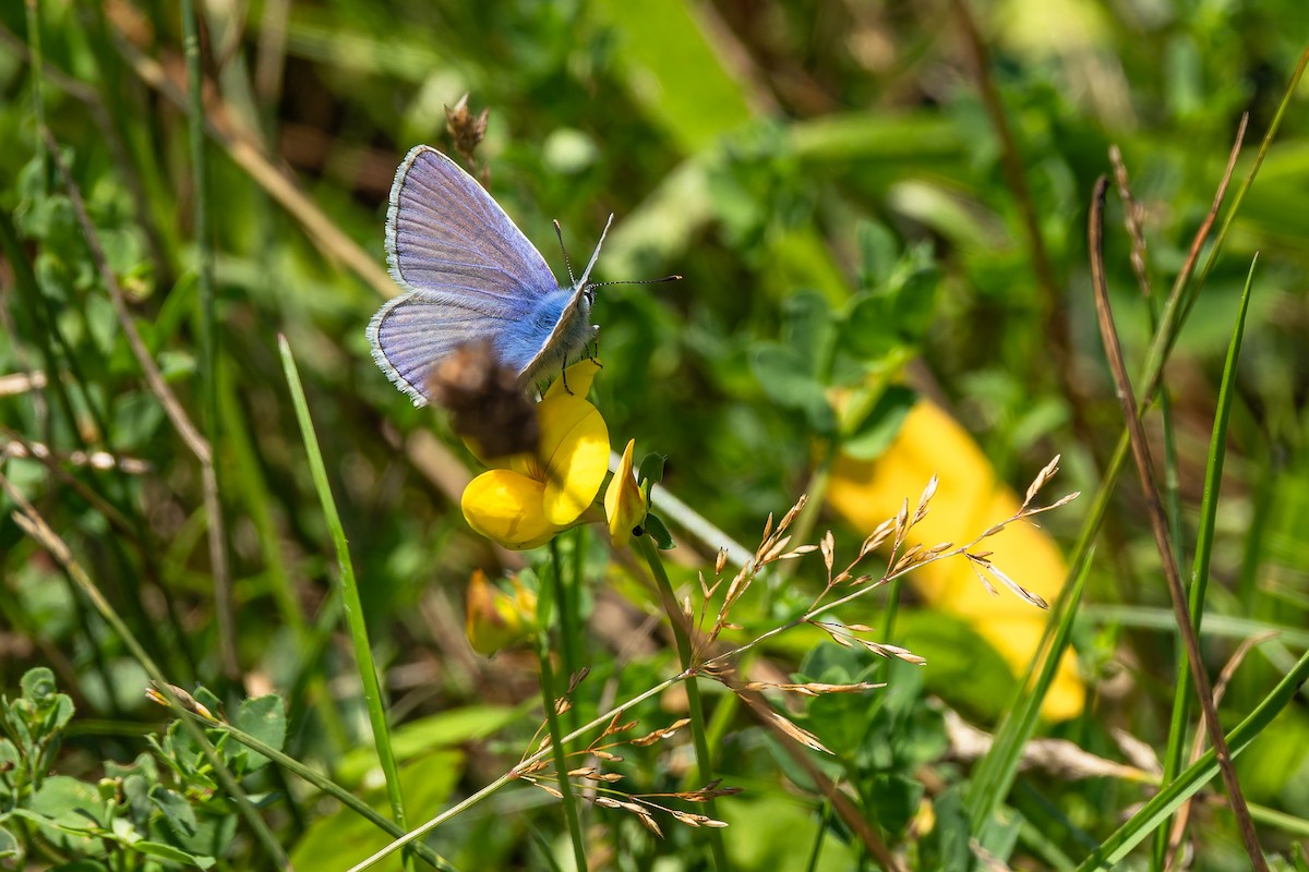 Common Blue - ML646786908