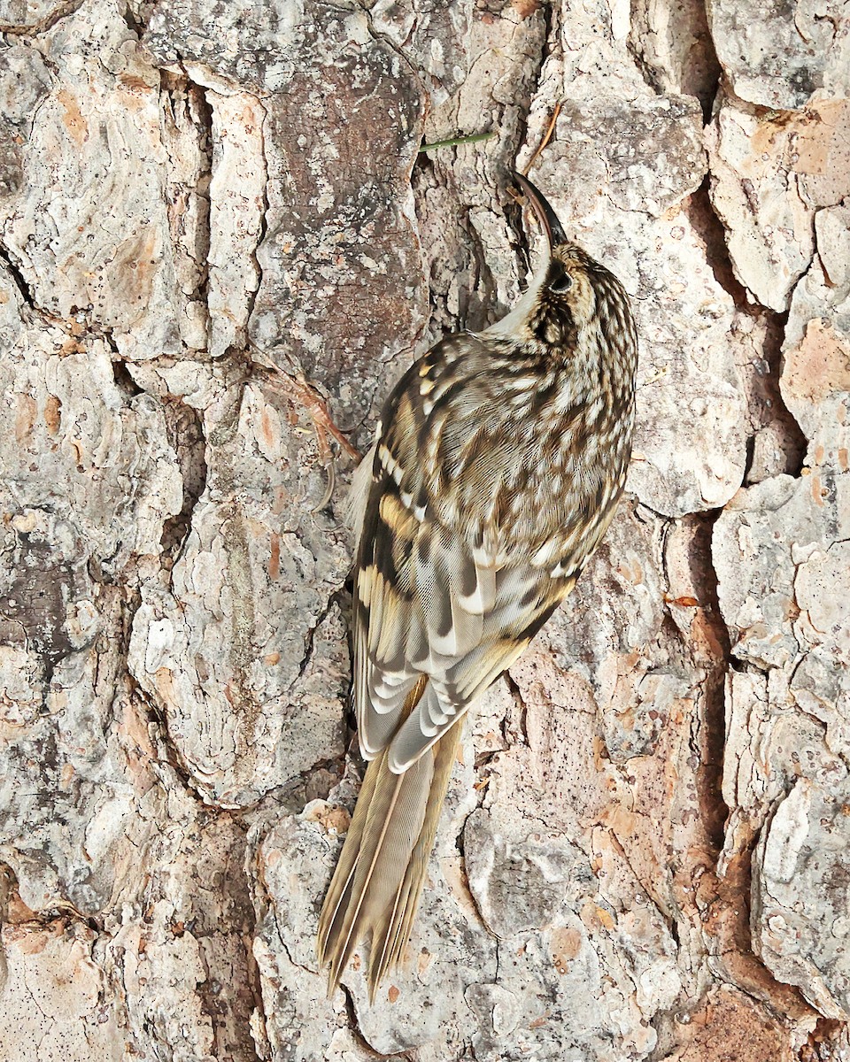 Американская пищуха - ML646786909