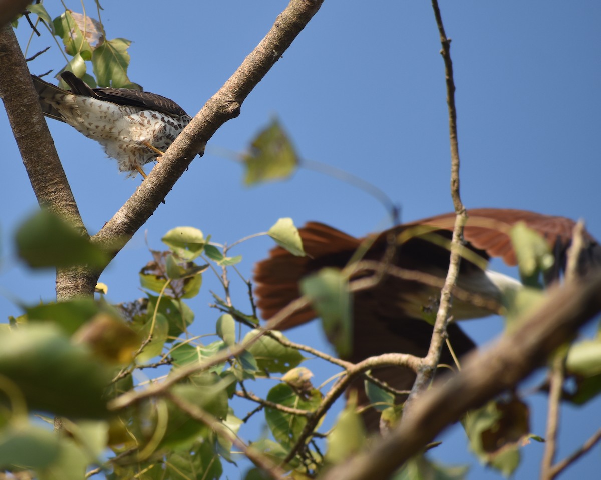 Accipitrino (Antes Accipiter sp.) - ML646786910