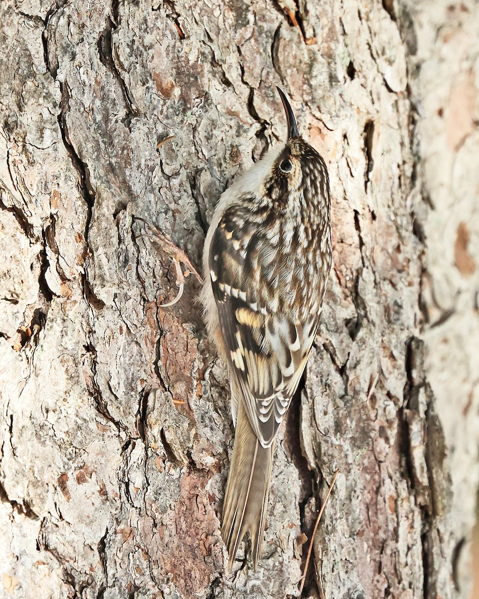 Американская пищуха - ML646786911