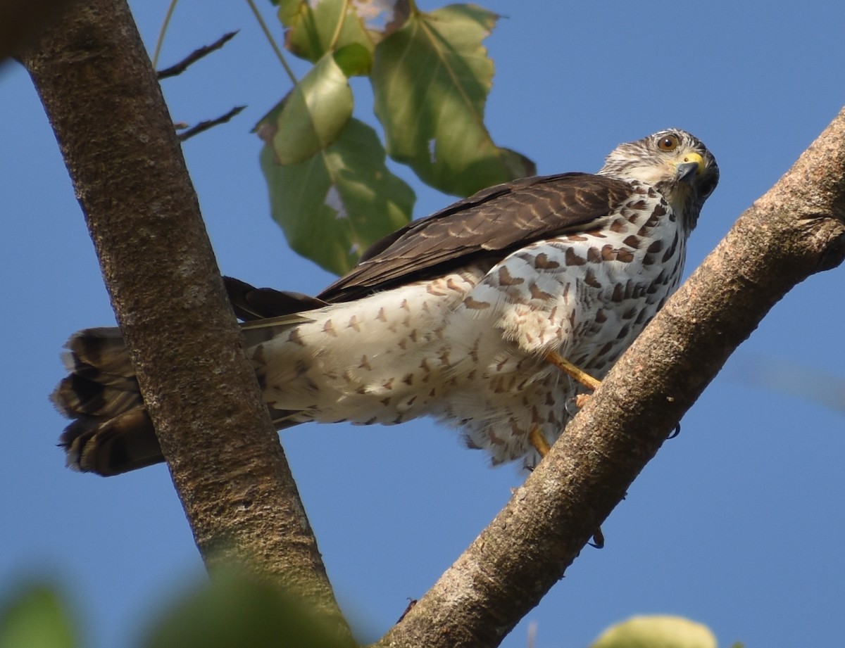 Accipitrino (Antes Accipiter sp.) - ML646786912