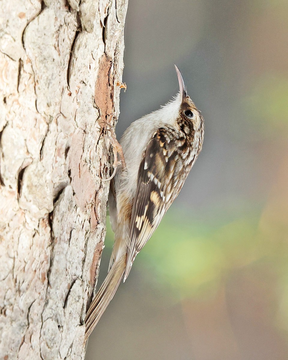 Американская пищуха - ML646786913