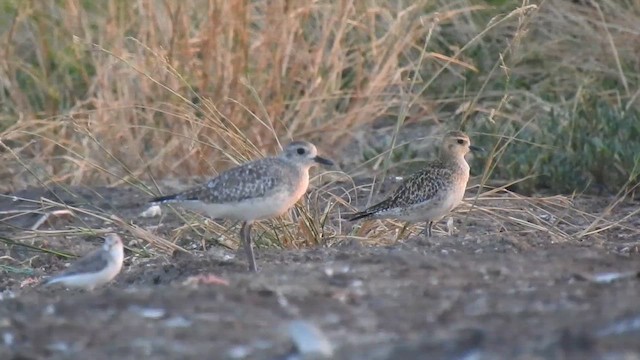 ダイゼン - ML646786914