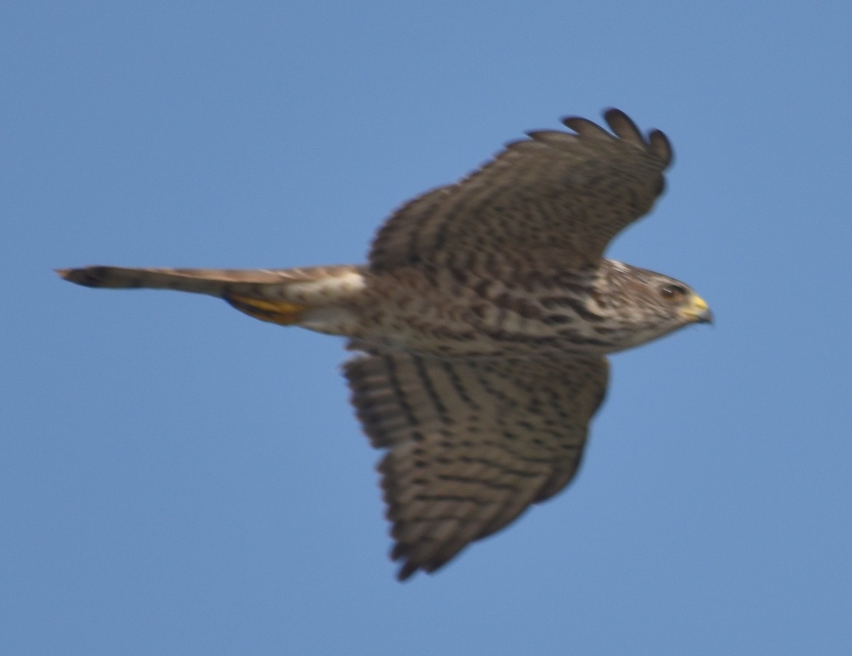 Accipitrino (Antes Accipiter sp.) - ML646786915