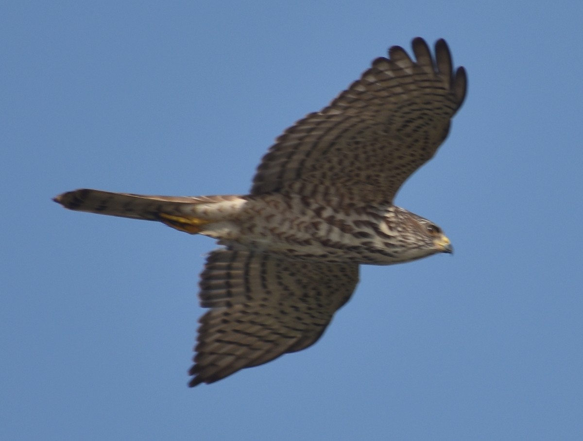 Accipitrino (Antes Accipiter sp.) - ML646786916