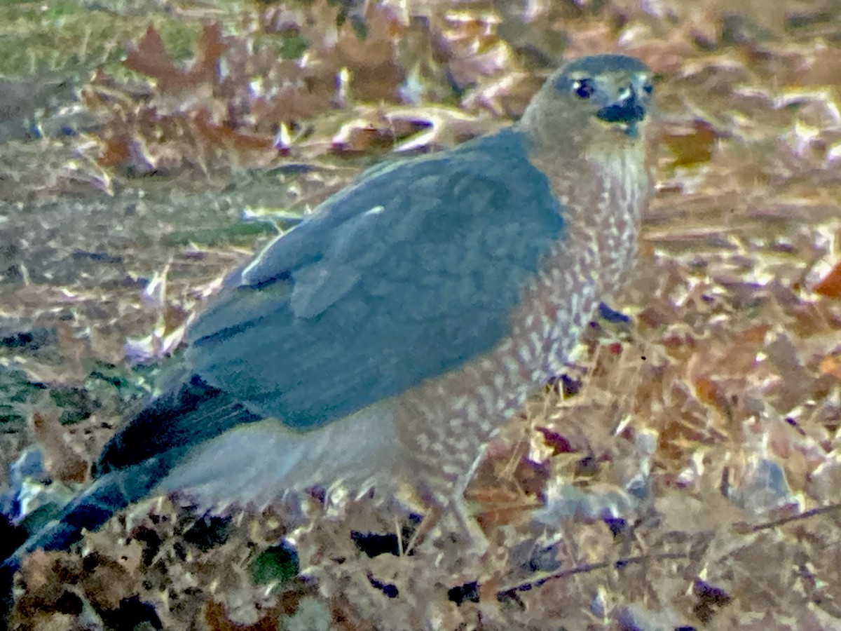 Gavilán de Cooper - ML646786921