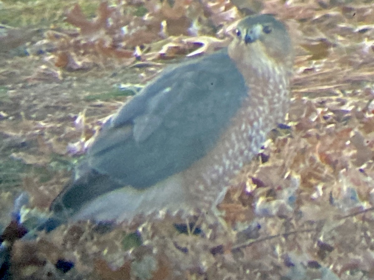 Gavilán de Cooper - ML646786922