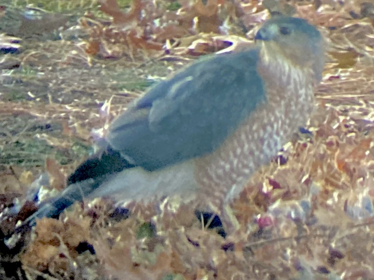 Gavilán de Cooper - ML646786923