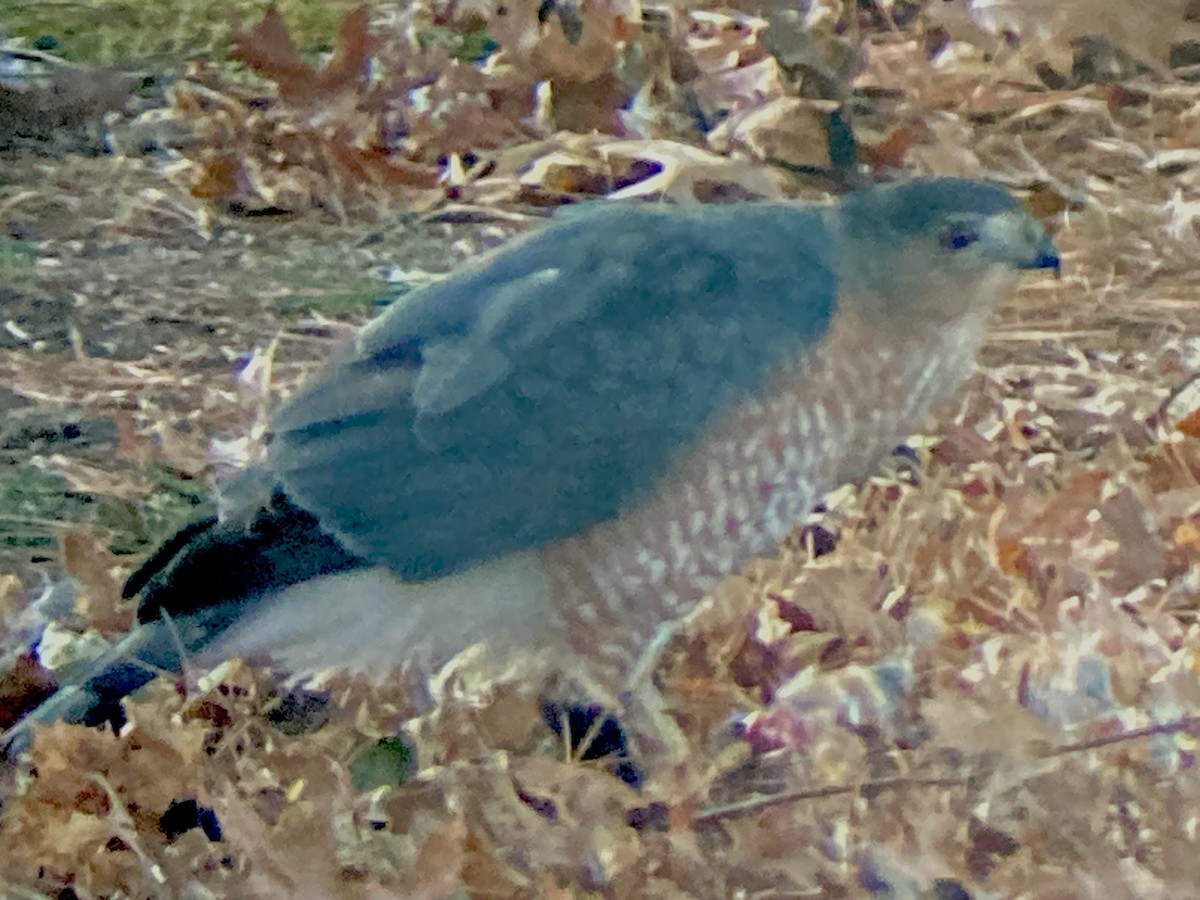 Gavilán de Cooper - ML646786924