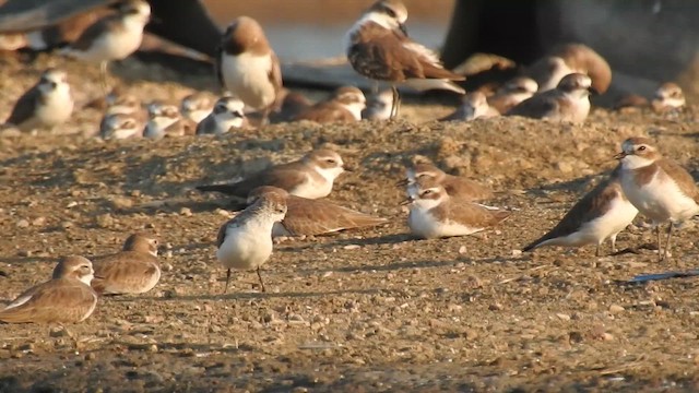 ヘラシギ - ML646786925