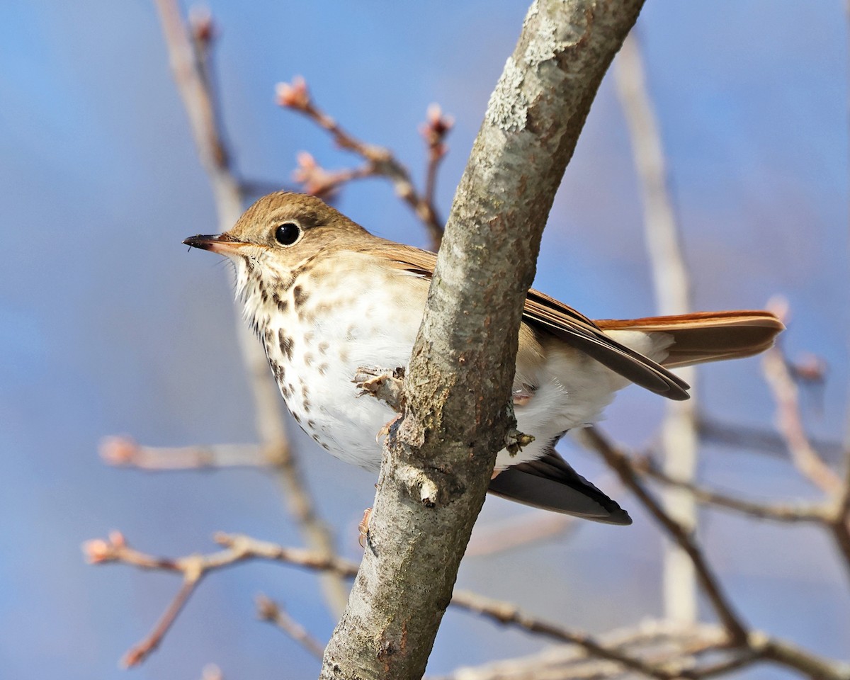 Дрозд-отшельник - ML646786928