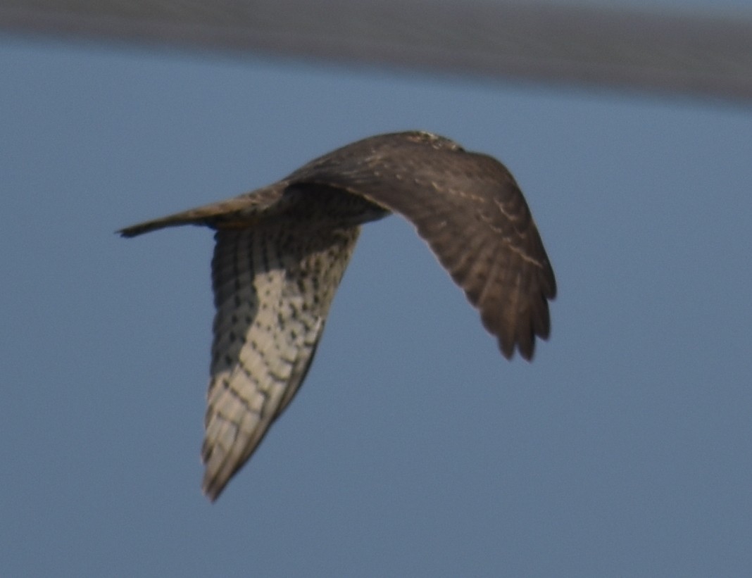 Accipitrino (Antes Accipiter sp.) - ML646786929