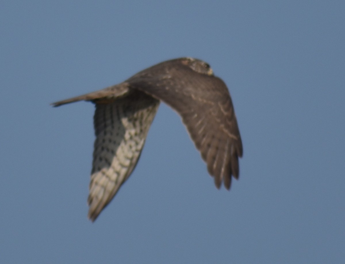 Accipitrino (Antes Accipiter sp.) - ML646786930