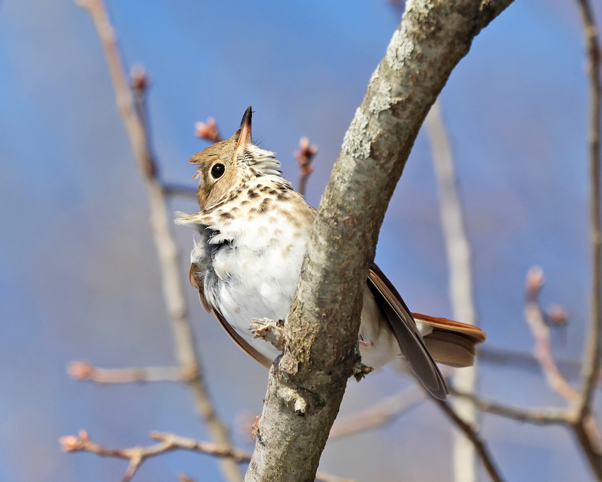 Дрозд-отшельник - ML646786931