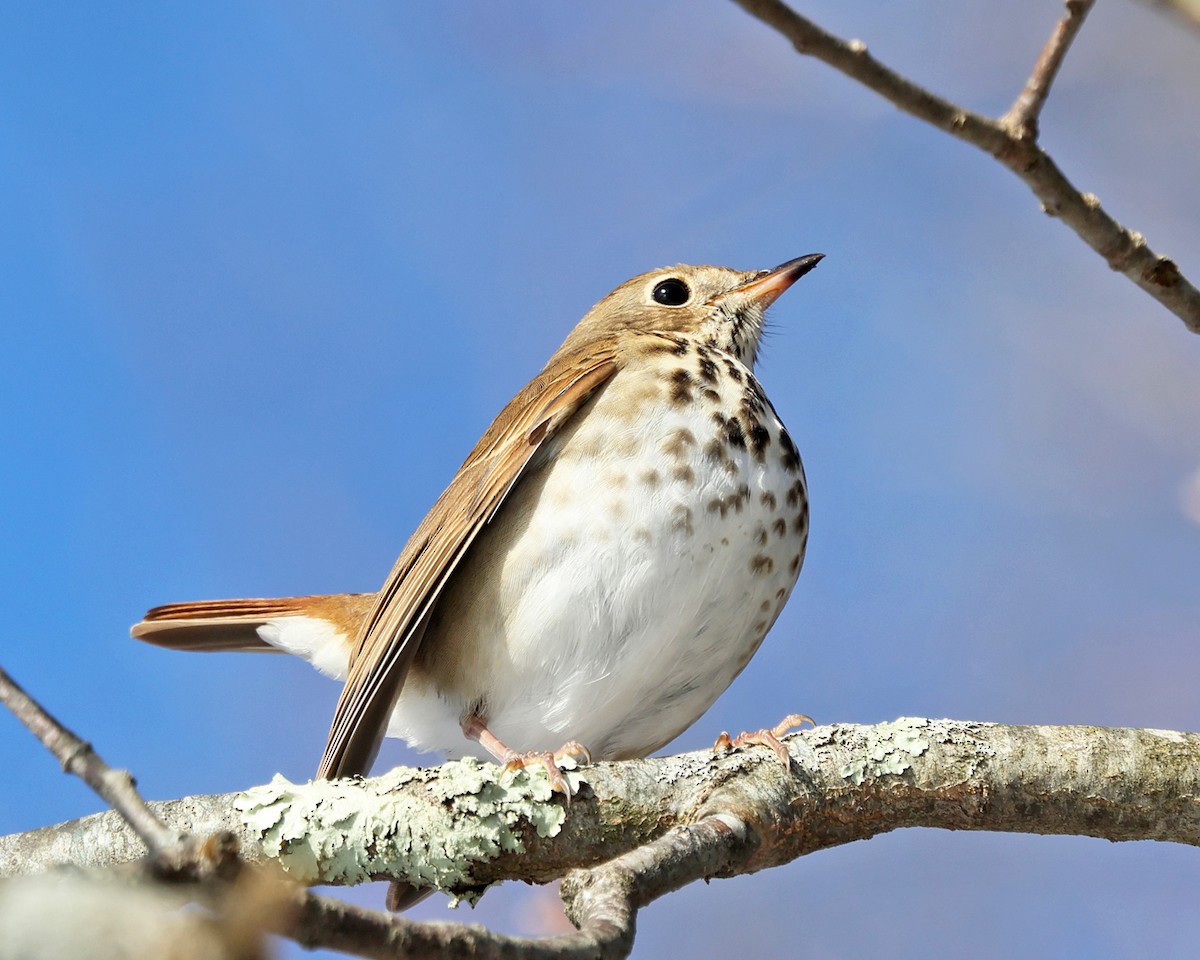 Дрозд-отшельник - ML646786933