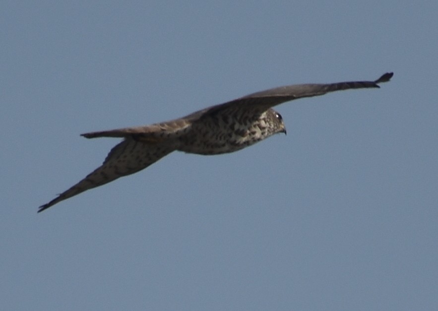 Accipitrino (Antes Accipiter sp.) - ML646786935