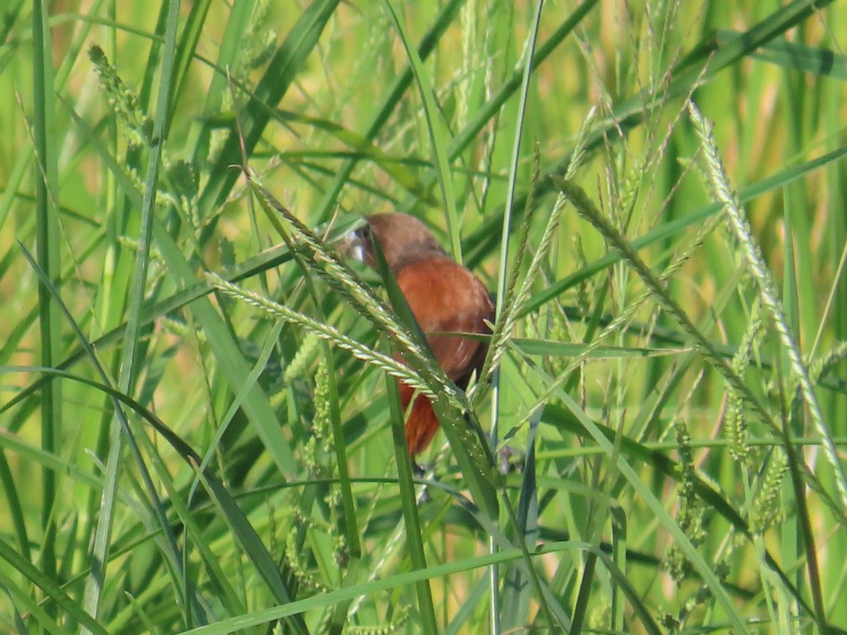 Capucin à tête noire - ML646786937