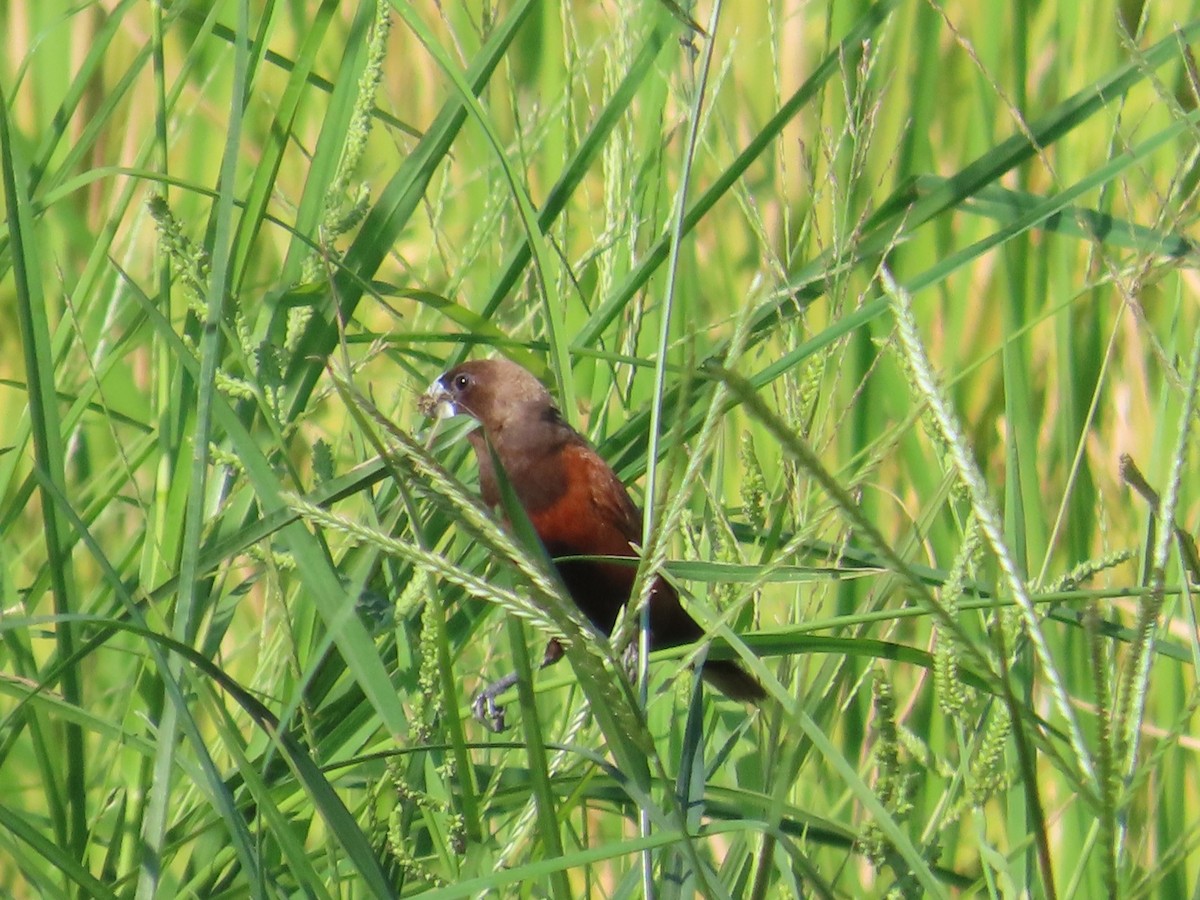 Capucin à tête noire - ML646786938