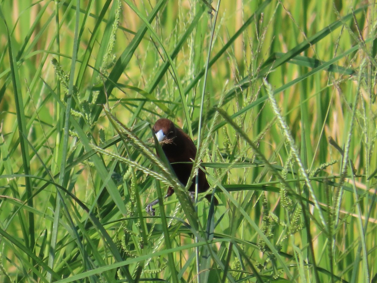 Capucin à tête noire - ML646786939