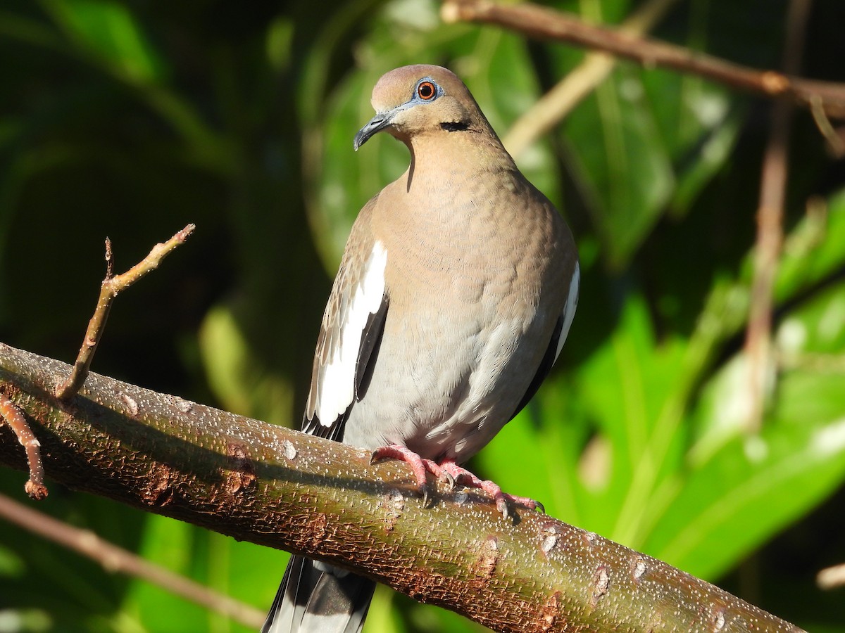 Зенаїда білокрила - ML646786943