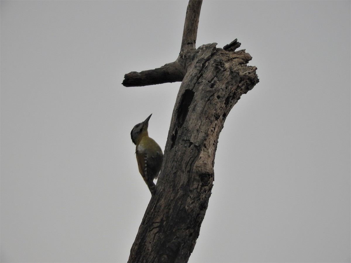 Fulvous-breasted Woodpecker - ML646786944