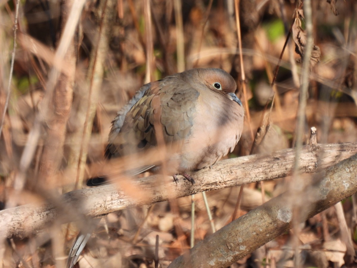 Mourning Dove - ML646786945