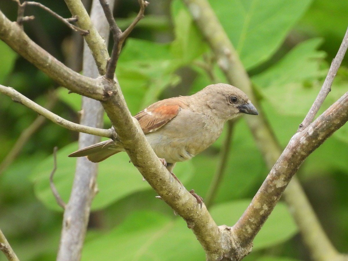 Southern Gray-headed Sparrow - ML646786952