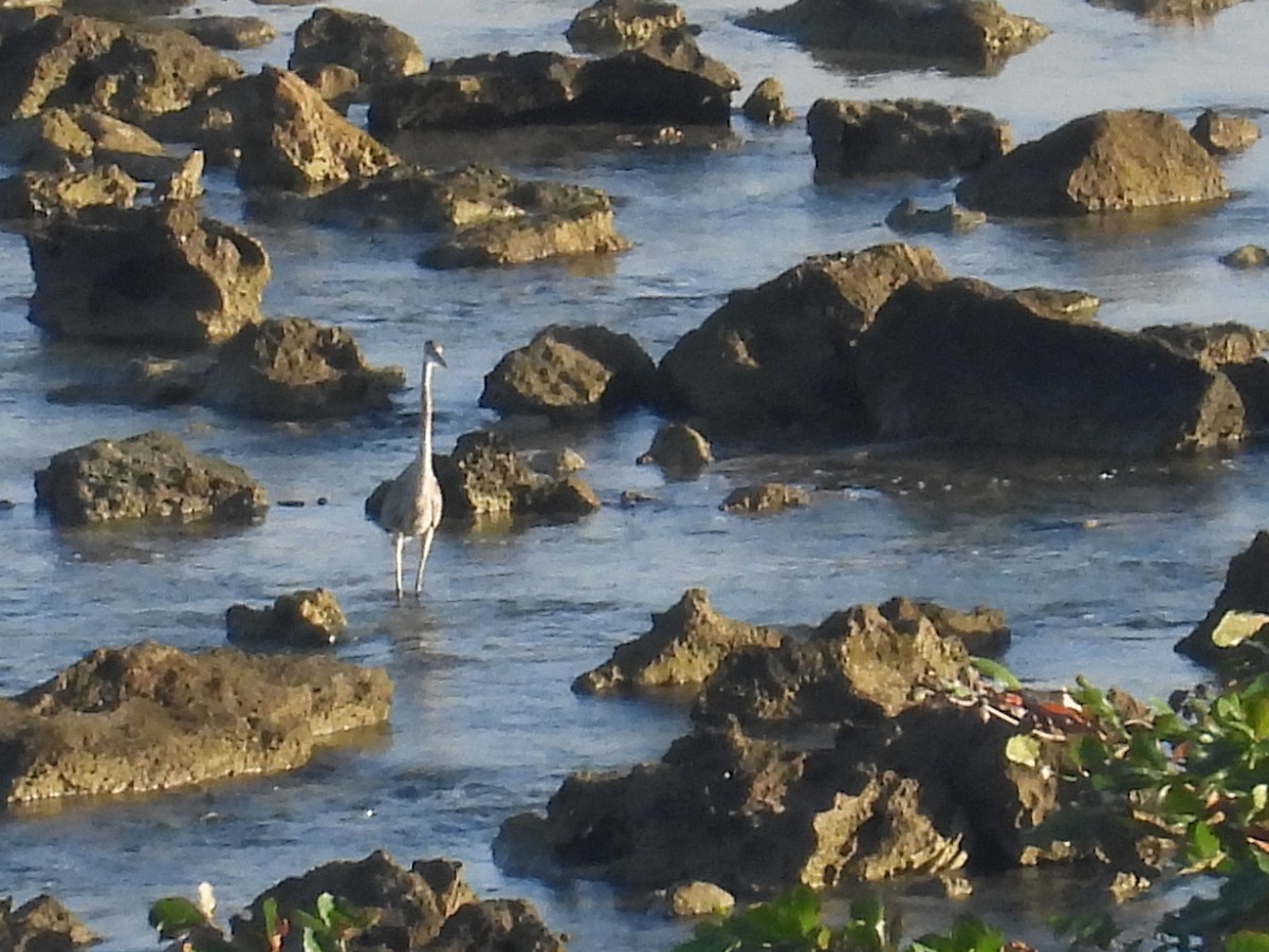 Чапля північна - ML646786954