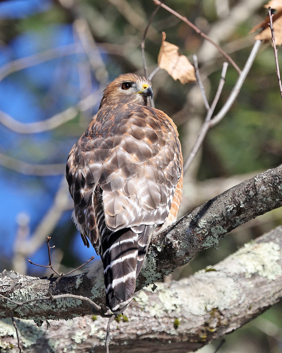 Красноплечий канюк - ML646786961