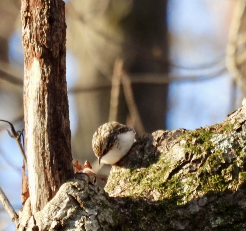 Brown Creeper - ML646786974