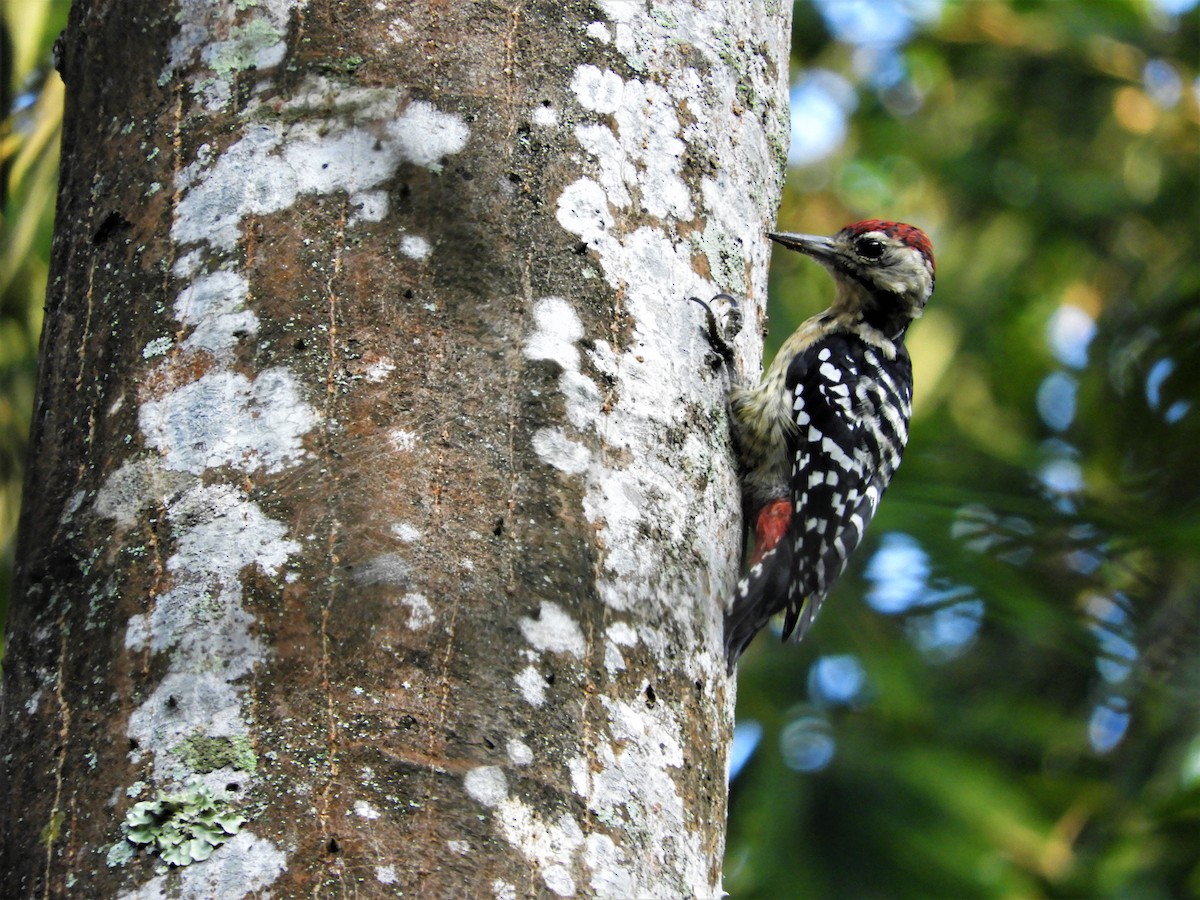 Fulvous-breasted Woodpecker - ML646786976