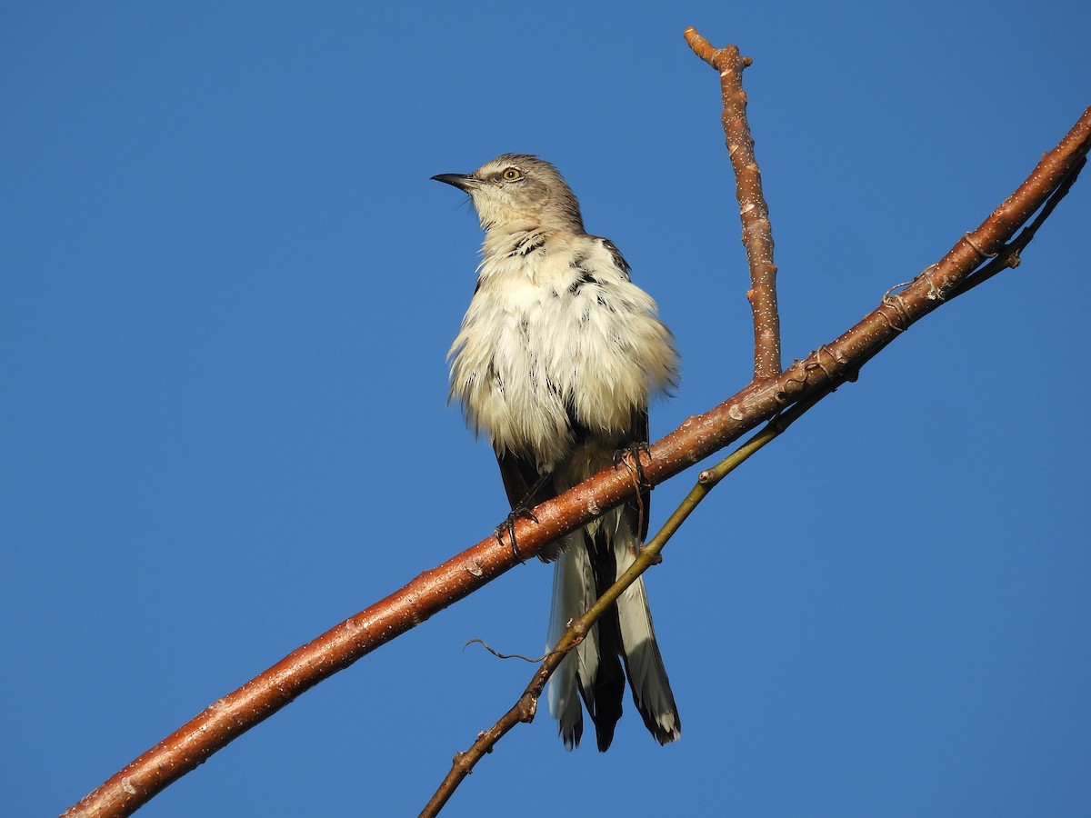 Northern Mockingbird - ML646786980