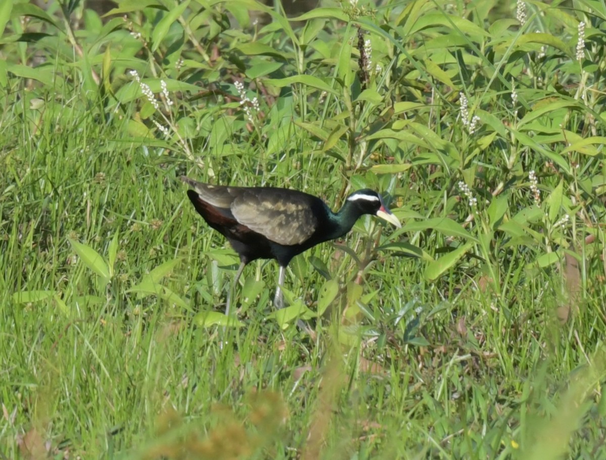 Якана білоброва - ML646786981