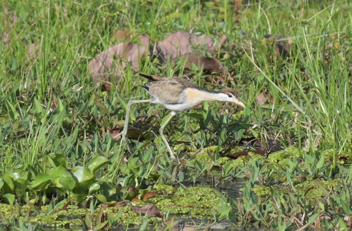 Якана білоброва - ML646786982