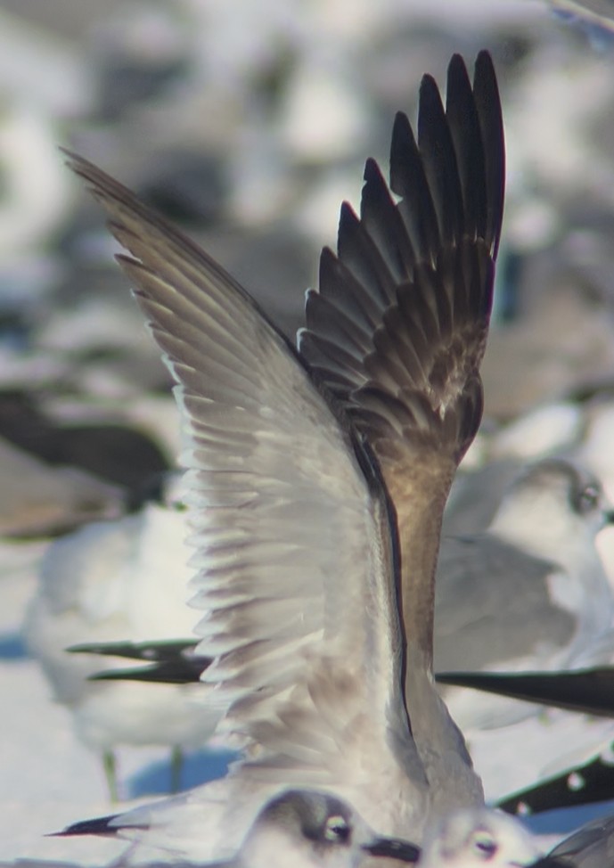 Mouette atricille - ML646786985