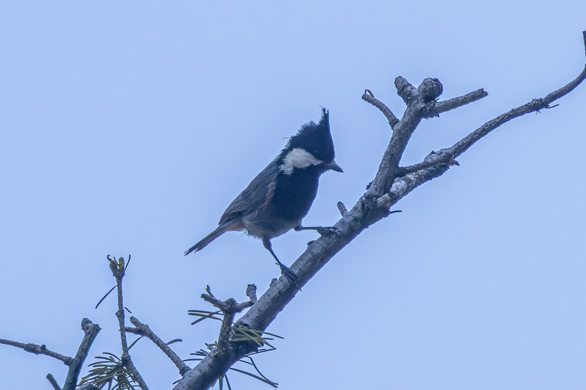 Rufous-naped Tit - ML646786987